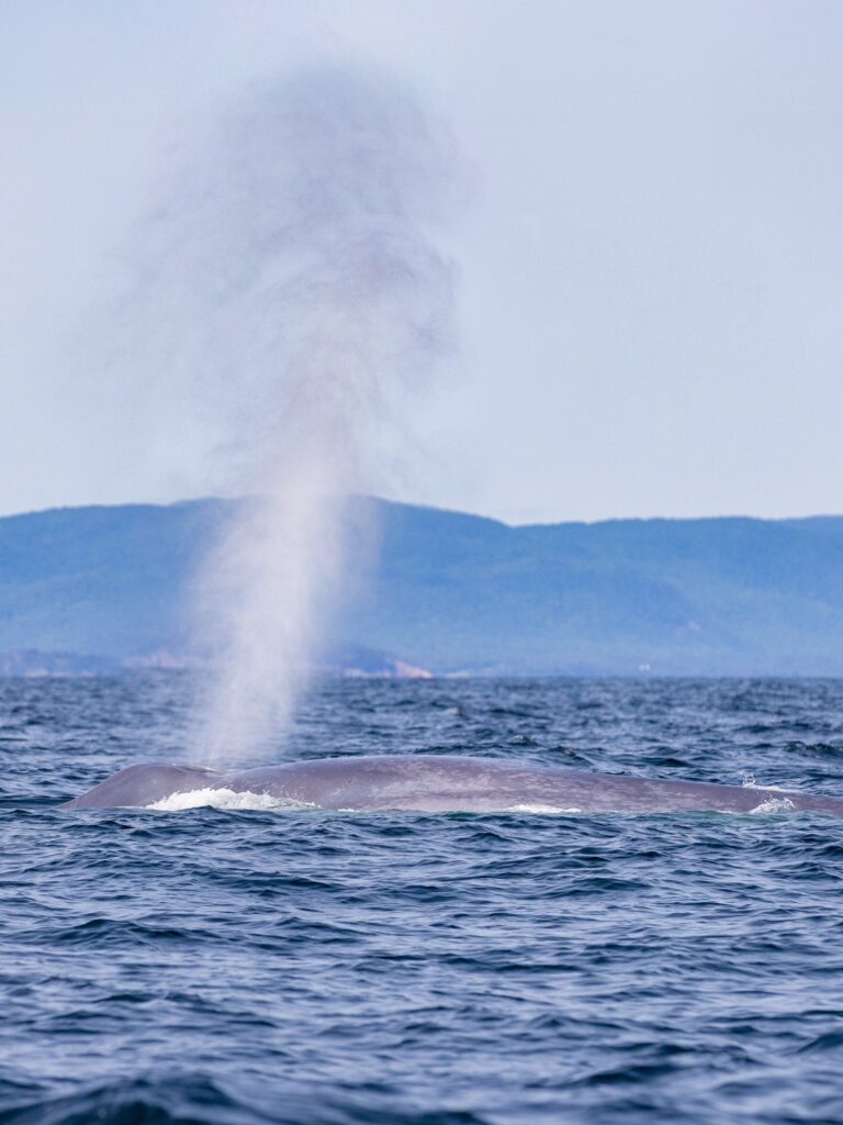 A blue whale surfaces for a breath of the coast of Cape Breton Island