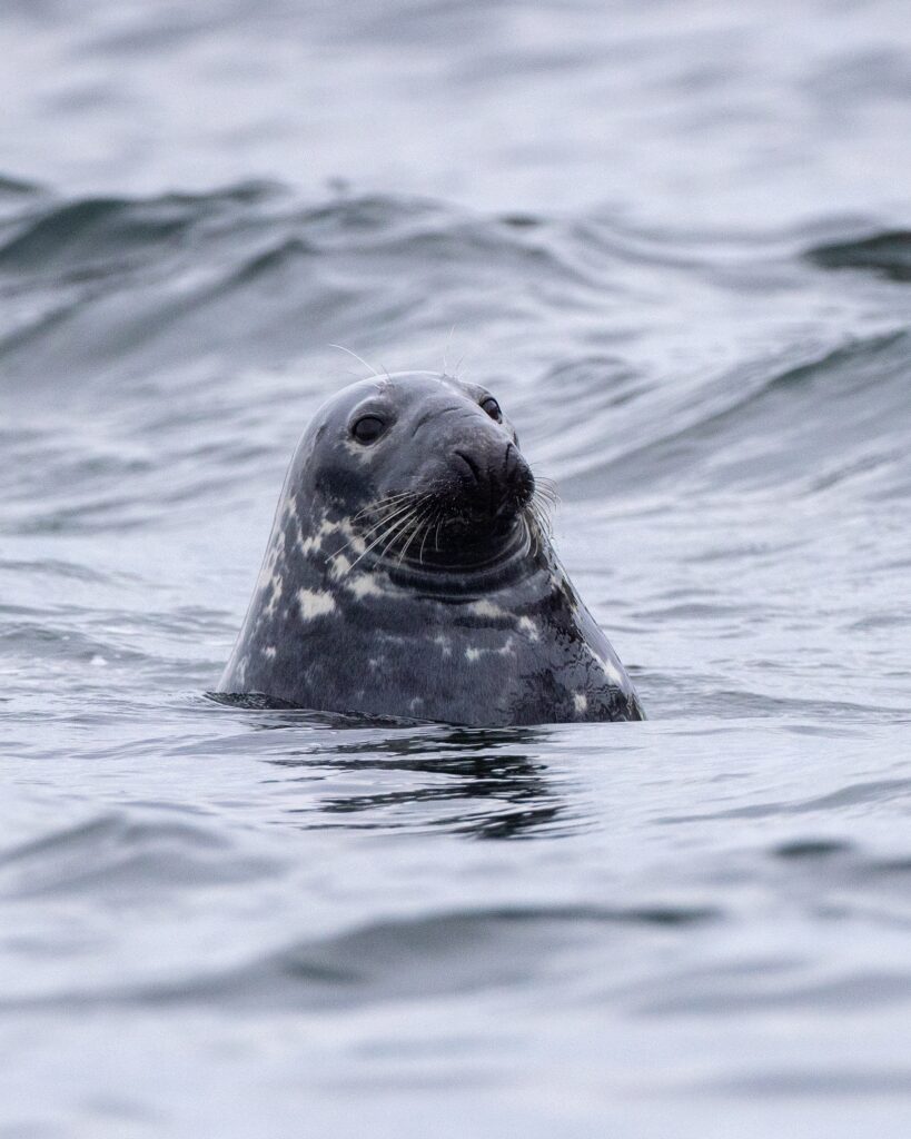 A seal spy hops