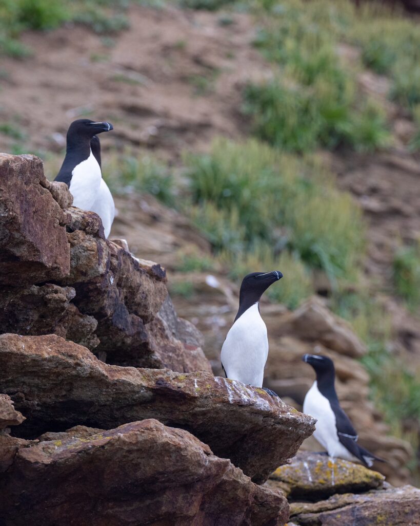 Razor bills stand on the Bird Islands