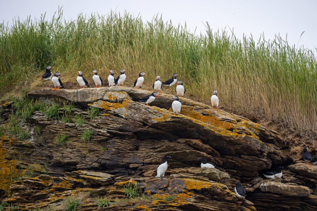 Puffins stand on the rocks above their dens