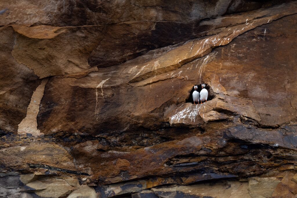 puffins stand at the entrance of their burrow