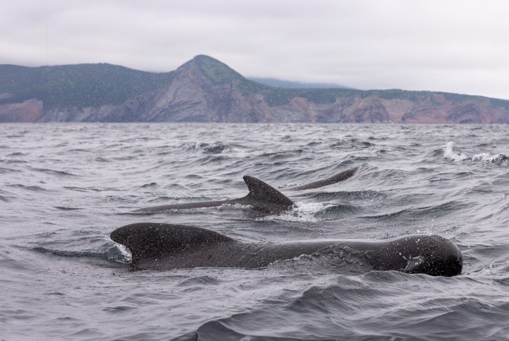 Pilot Whale surface for air with the mountainous coast in the background
