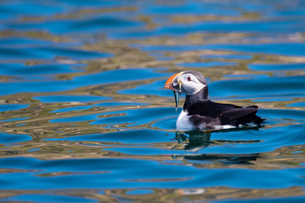 A puffin swims with a fish in it's mouth