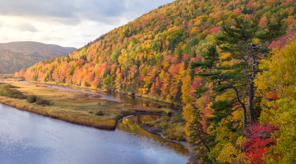 two eagles sit in a pine tree along the margaree river in fall